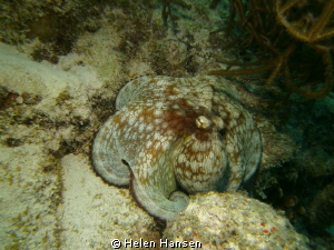 Common Octopus by Helen Hansen 